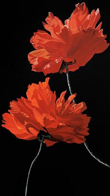 10.amapola2012oil_on_canvas28x14inc_1500.jpg