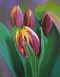 4.tulips_for_ever2015oil_on_canvas_28x22_1500.jpg