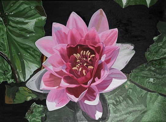 5.lotus2016oil_on_canvas22x30inc1500.jpg